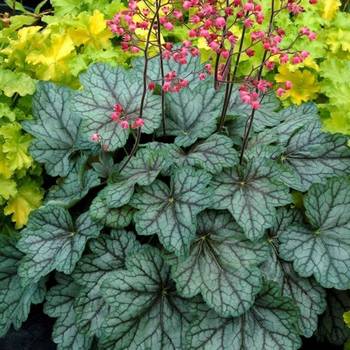 Гейхера Heuchera ‘Peppermint Spice’